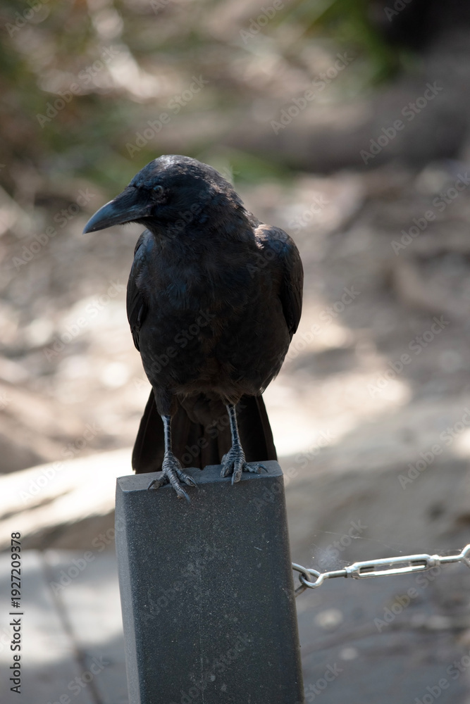 Fototapeta premium the Australian raven is perched on a pole
