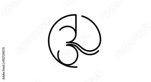 Human Kidney Organ Anatomy Illustration.