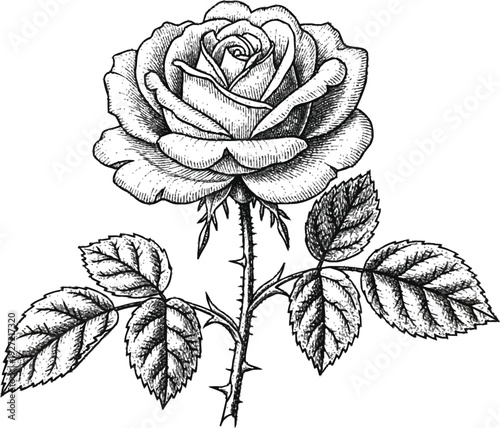 Black and white of a single rose with leaves and thorns flower