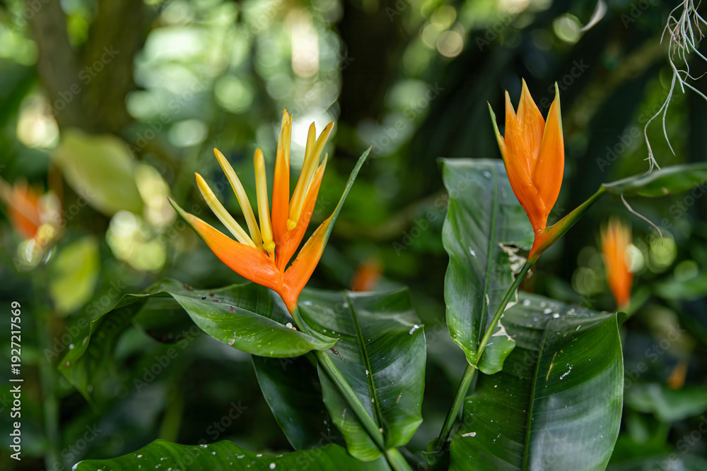 Obraz premium Parrots Beak Orchid