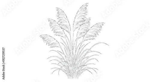 Bild auf Leinwand Gray of cattail plant monochrome white background