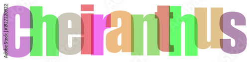 Cheiranthus colorful typography on white background