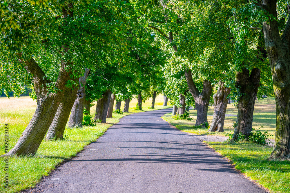 Fototapeta premium Sunlight filters through a lush lane lined with deciduous trees, creating a tranquil atmosphere for leisurely strolls along the asphalt path during summer.