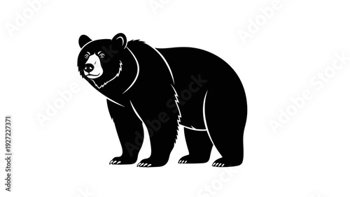 Black Bear Standing on All Fours.