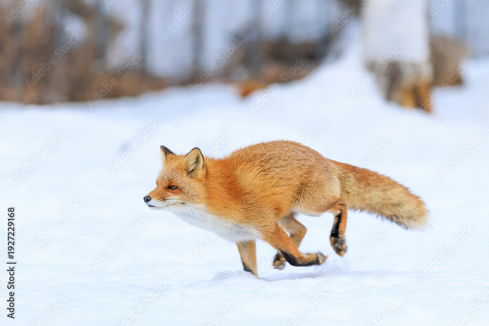 Obraz premium 走るキタキツネ