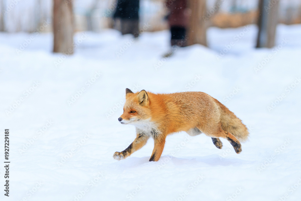 Obraz premium 走るキタキツネ