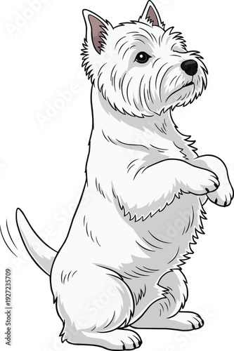 West Highland White Terrier dog playful begging pose illustration