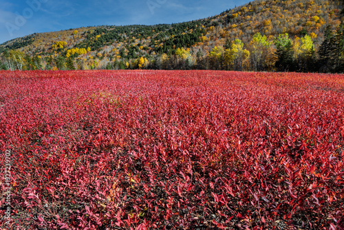 Fotografie Blueberry field in full  brilliant autumn coloration in rural Nova Scotia, Canada
