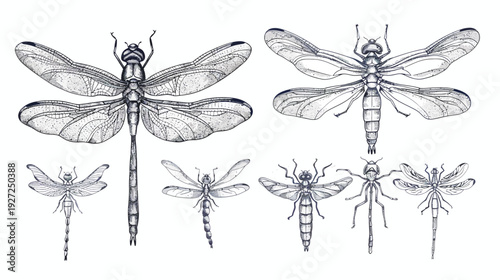 Black and white illustration featuring several dragonfly depictions, showcasing diverse sizes