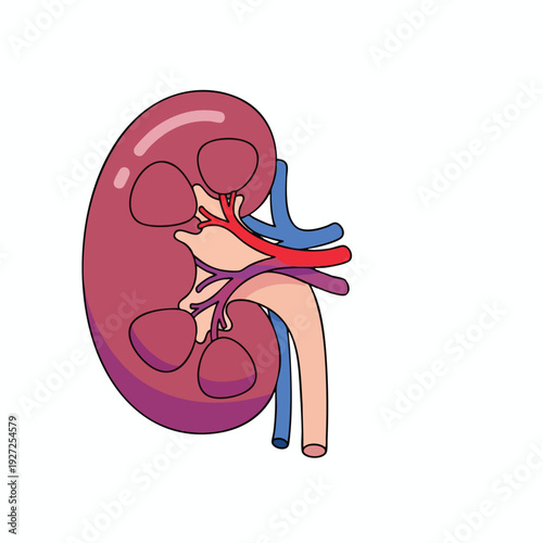 Detailed Illustration of Human Kidney with Internal Structures for Medical and Educational Use