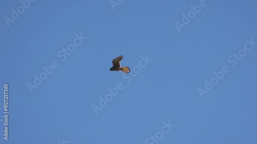 Wallpaper Mural faucon crécerelle, Falco tinnunculus en vol stationnaire Torontodigital.ca