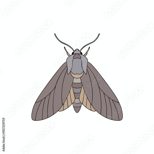 Illustration of a Moth with Detailed Wing and Body Features for Nature and Insect Artwork