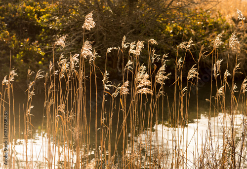 Canada, BC, Delta.  Grasses catching the afternoon light at Reifel Bird Sanctuary in the Fraser River estuary.