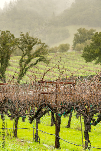 USA, CA, Healdsburg.  Dormant grape vines in vineyards