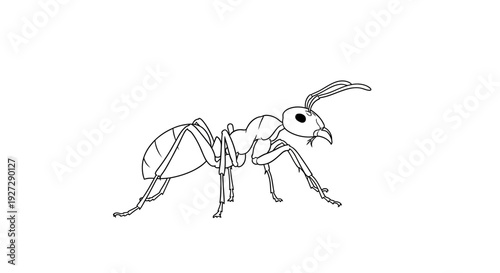 Detailed Line Art Drawing of an Ant on a White Background.