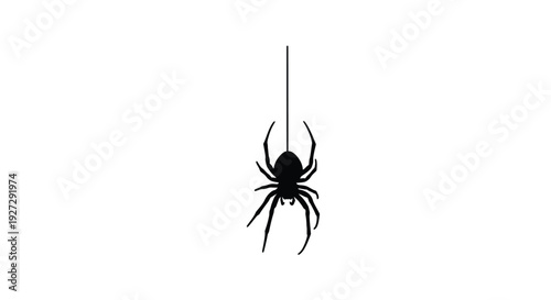 A hanging spider with detailed legs a striking black silhouette