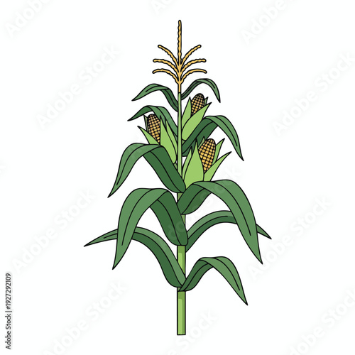 Healthy Green Corn Plant with Mature Ear of Corn on a White Background