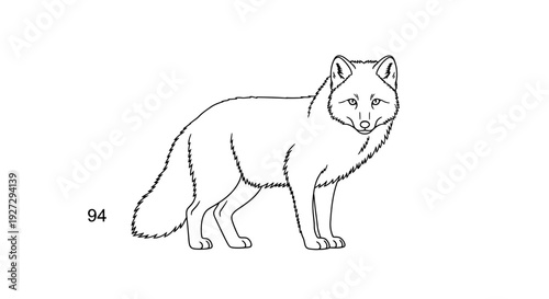 Detailed Line Art Drawing of a Majestic Arctic Fox Standing.