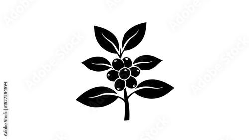 Vector illustration of black and white icon of a coffee plant branch with leaves and berries on a transparent background