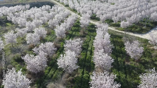 Aerial view of almond trees in full bloom in Alicante, Spain. Extensive white blossoms of Comuna variety covering agricultural fields, Mediterranean spring landscape with abundant flowering and rural 