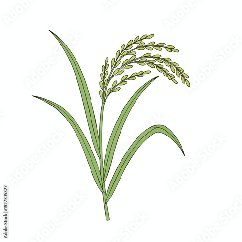 Close up of Healthy Rice Plant with Green Leaves and Grain Heads