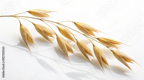 Oat plant stalk with grains isolated on white background