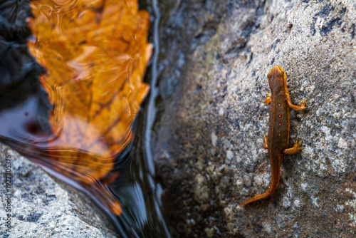 brown subadult eastern newt standing on a rock near water with colorful orange oak leaf vertical