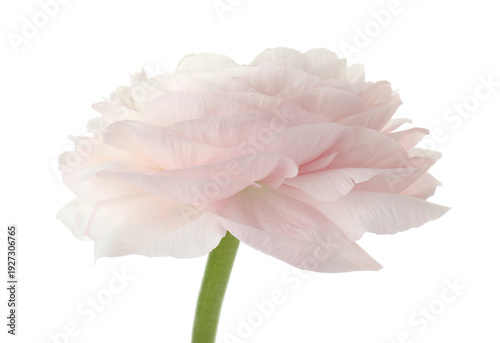 One beautiful ranunculus flower isolated on white