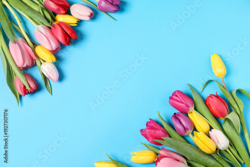 Beautiful colorful tulip flowers on light blue background, flat lay. Space for text