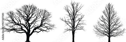 Set of Three Detailed Black Bare Tree Silhouettes without Leaves for Winter Season Nature Landscape Forest Outdoor Gardening and Environment Vector Illustration Elements
