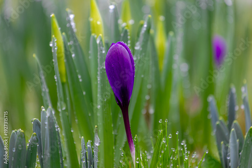 Selective focus of purple crocus with raindrop and green leaves, The flowers are one of the brightest and earliest spring bloom, Crocus is a flowering plants in the family Iridaceae, Nature background