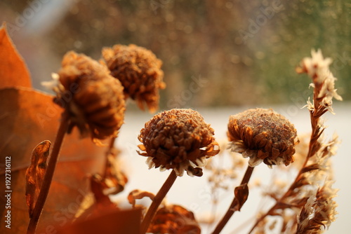 withered inflorescences, withered inflorescences, dried flowers