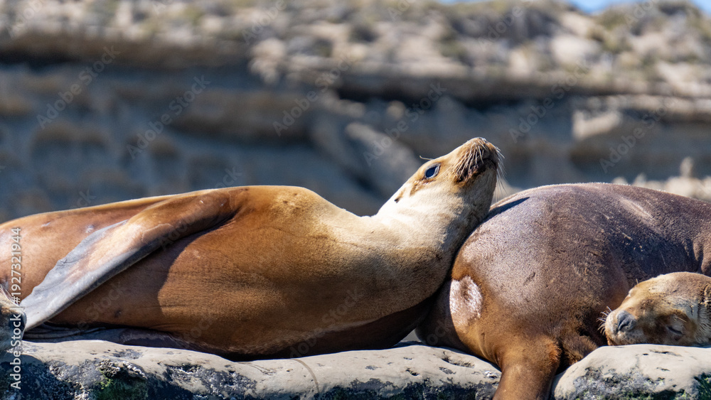 Fototapeta premium Sea lions resting on the rocks in Argentine Patagonia