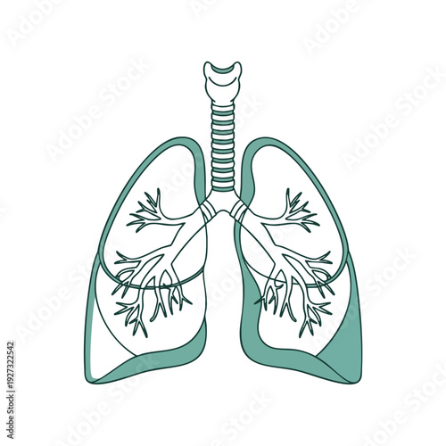 Healthy Human Lungs Illustration for Medical and Healthcare Use