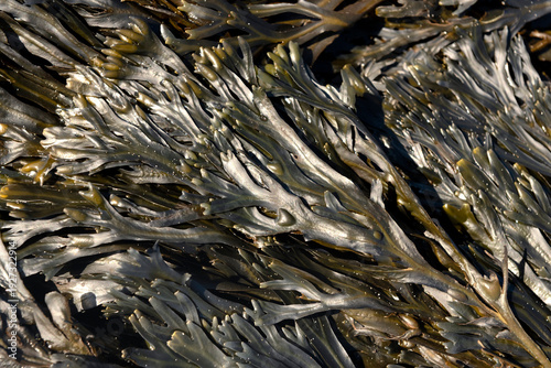 Photos Flat wrack, Spiral wrack  or twisted wrack
