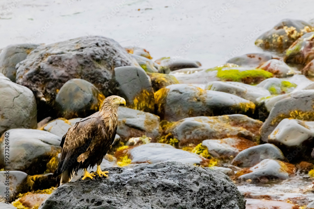 Obraz premium オジロワシ 