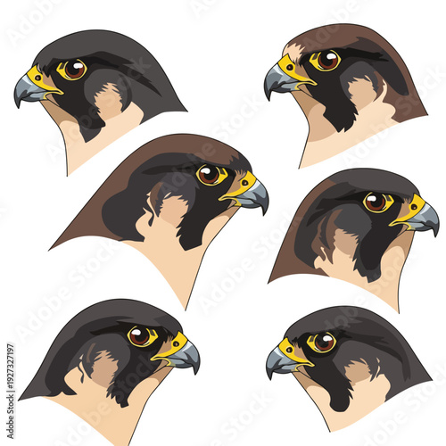 Collection of falcon heads in different variations and angles