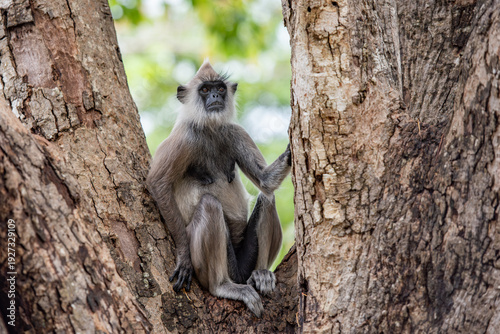 Photography Semnopithecus - Gray Langur monkey sitting on tree