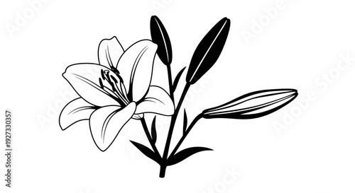Elegant black and white lily flower illustration for mother's day Vector
