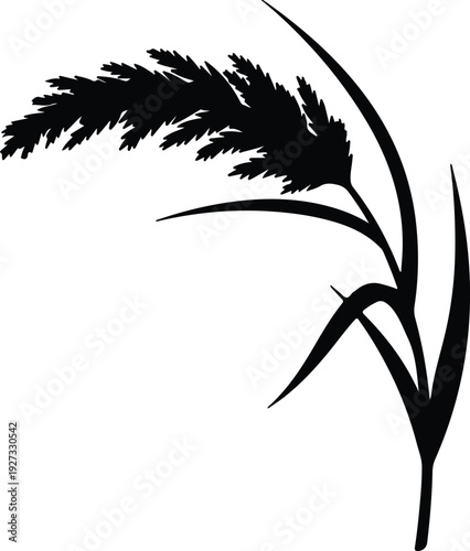silhouette elegant pampas grass reed isolated natural botanical decorative vector design