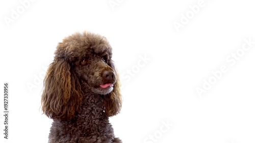 Brown poodle dog with its tongue out, looking to the side against a white background, commercial use 4K stock footage perfect for video editing and background