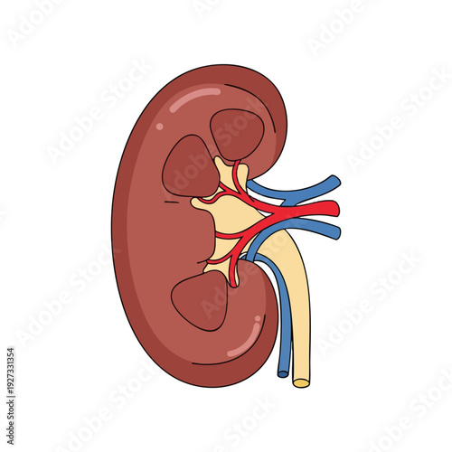 Detailed Illustration of Human Kidney with Blood Vessels and Urinary Tract