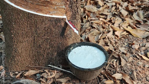 Rubber plantations with rubber latex in bowl extracted from rubber tree plantation agriculture of asian for natural latex