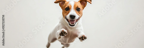Joyful Jack Russell Terrier Dog Mid-Air Leap, Happy Expression, White Background
