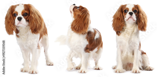 Konstfotografi Cavalier King Charles Spaniel dog isolated on white. Collage
