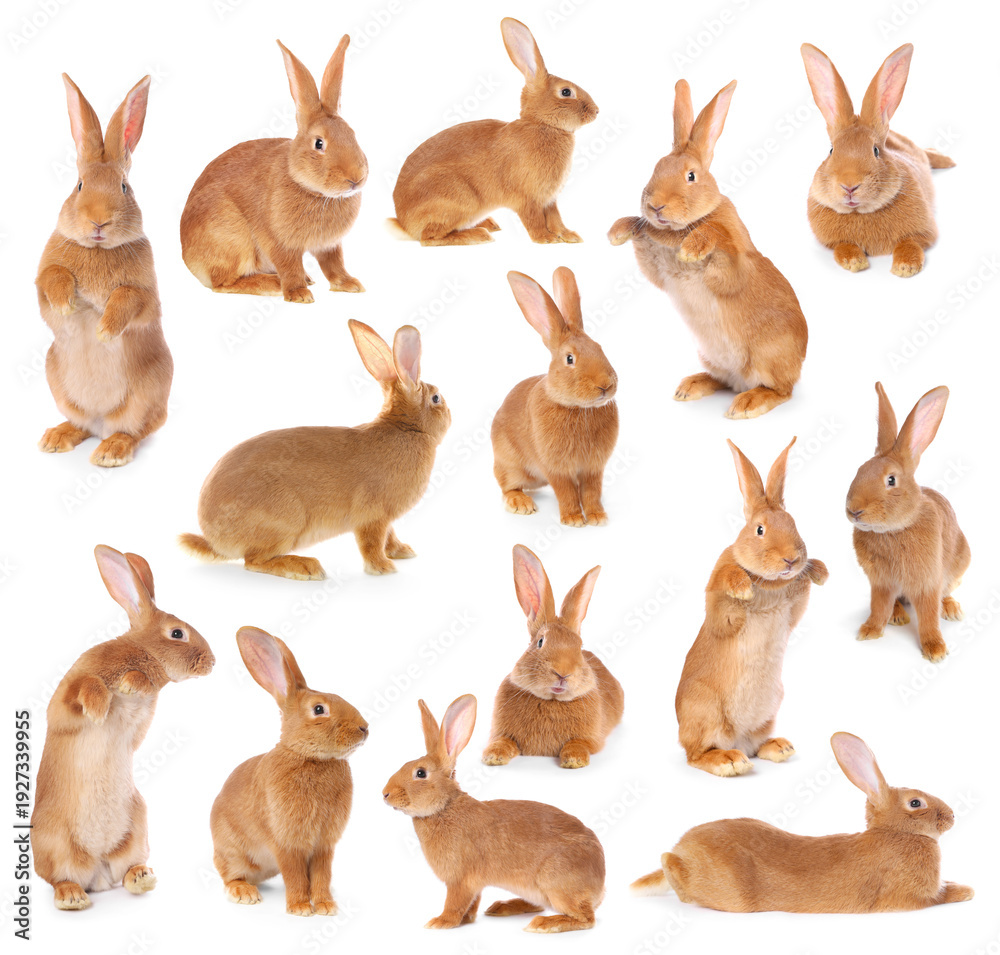 Obraz premium Fluffy brown rabbit on white background, collage