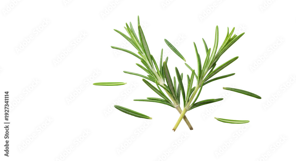 Obraz premium a close-up macro shot of fresh, vibrant green rosemary sprigs and scattered needle-like leaves isolated on a bright white background with soft shadows, concept of natural wellness