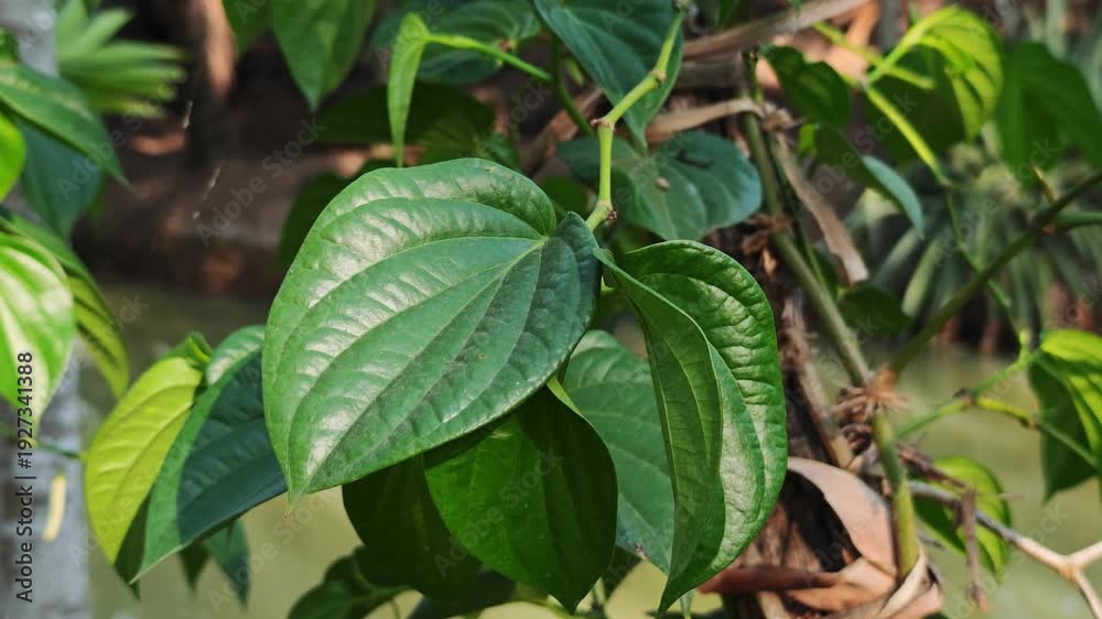 custom made wallpaper toronto digitalFresh green betel leaves in the garden.