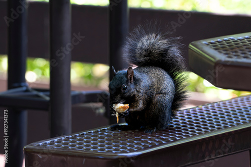 A Melanistic Eastern Gray Squirrel (Sciurus carolinensis)