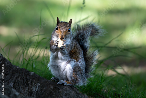 An Eastern Gray Squirrel (Sciurus carolinensis).